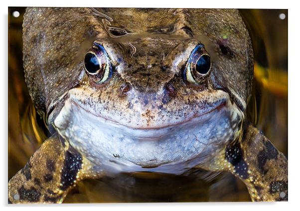 Smiling Frog's Charming Close-Up Acrylic by David Tyrer