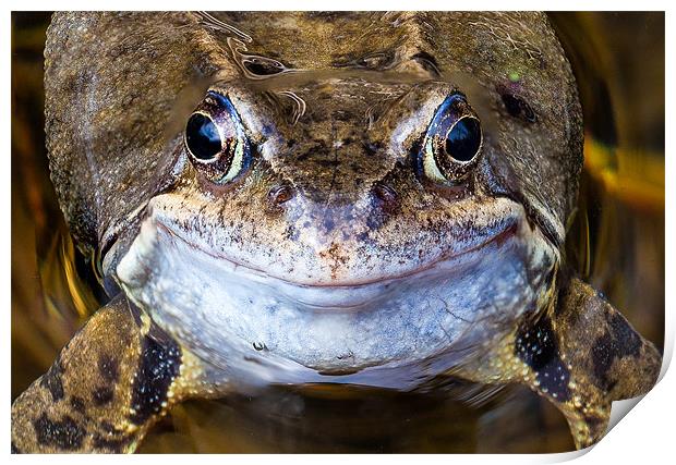 Smiling Frog's Charming Close-Up Print by David Tyrer