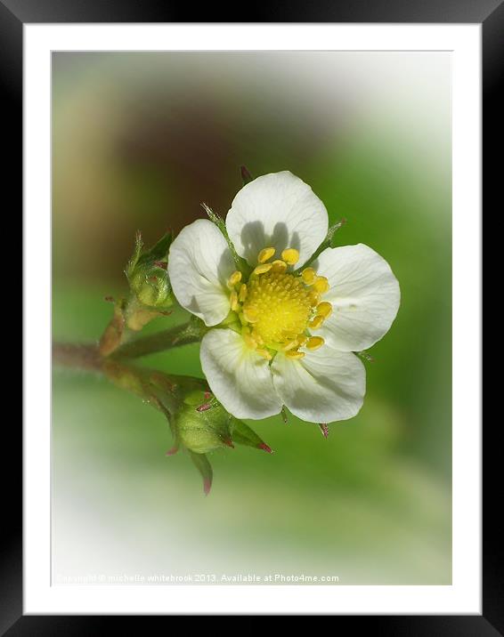 Dreamy flower 8 Framed Mounted Print by michelle whitebrook