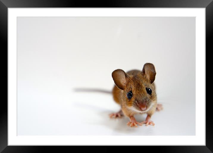 House Mouse on White Background Framed Mounted Print by David  Fennings