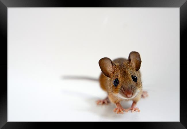 House Mouse on White Background Framed Print by David  Fennings