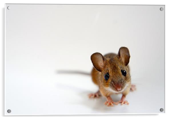 House Mouse on White Background Acrylic by David  Fennings