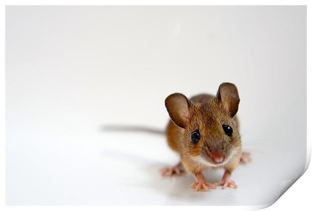 House Mouse on White Background Print by David  Fennings