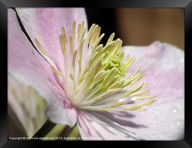 Up Close Framed Print by michelle whitebrook