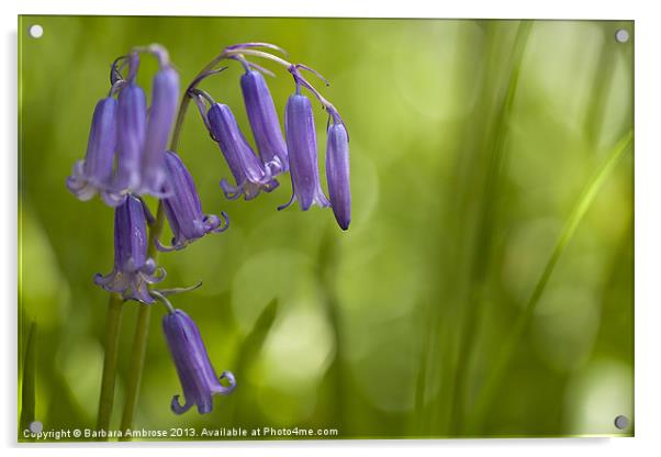 Softly bluebells Acrylic by Barbara Ambrose