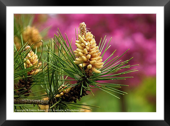 Pine Flowers Framed Mounted Print by Lady Debra Bowers L.R.P.S