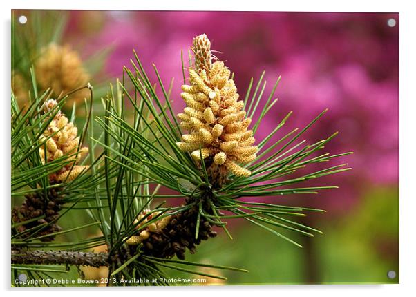 Pine Flowers Acrylic by Lady Debra Bowers L.R.P.S
