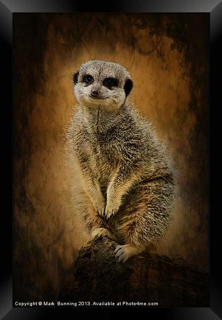 Meerkat sentry Framed Print by Mark Bunning