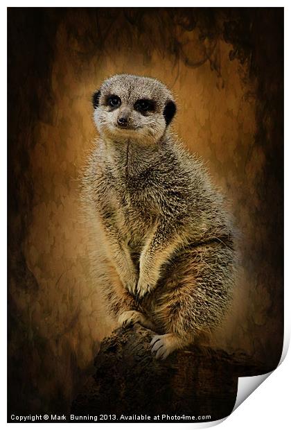 Meerkat sentry Print by Mark Bunning
