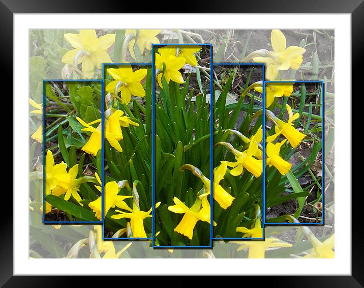 1422-yellow narcissus Framed Mounted Print by elvira ladocki