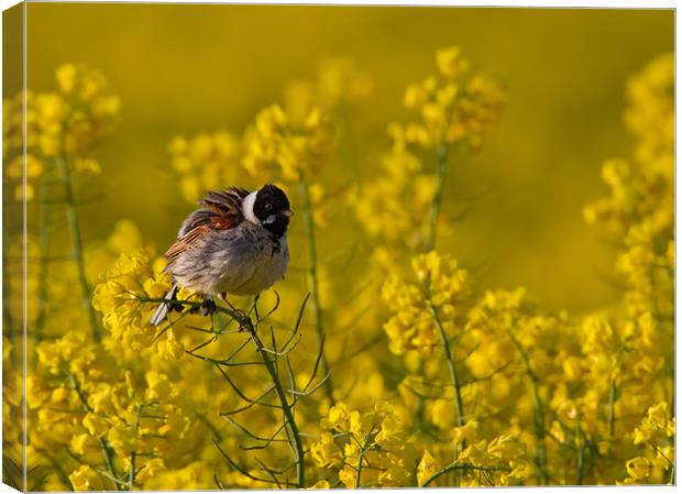 Reed Bunting Canvas Print by Don Davis