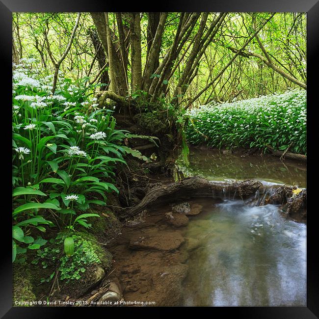 Flowers by the Stream Framed Print by David Tinsley