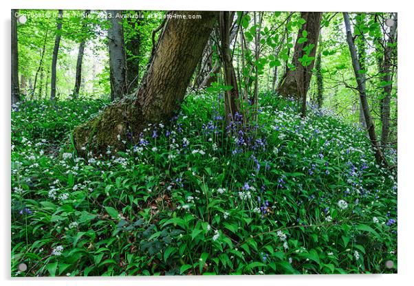 Bluebells and Wild Garlic II Acrylic by David Tinsley