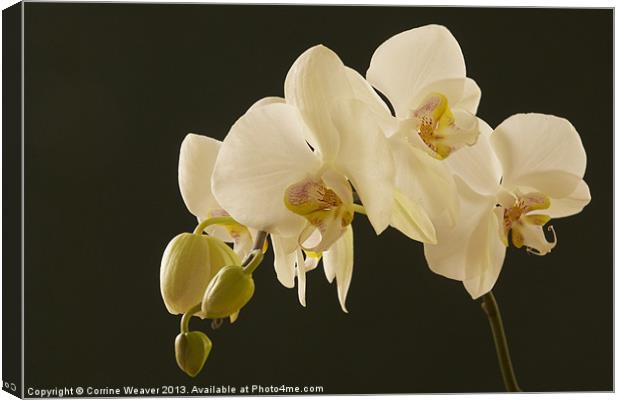 White orchid bathed in light Canvas Print by Corrine Weaver