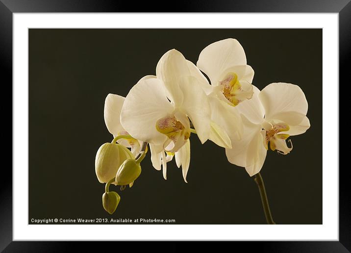 White orchid bathed in light Framed Mounted Print by Corrine Weaver