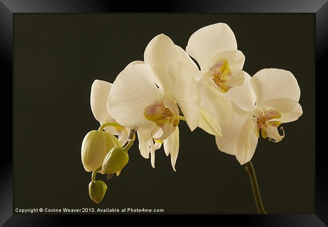 White orchid bathed in light Framed Print by Corrine Weaver