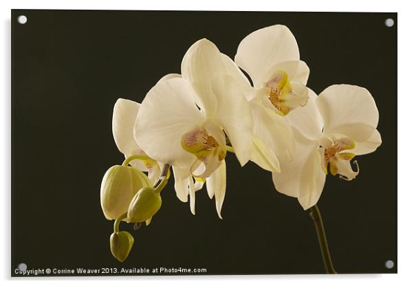 White orchid bathed in light Acrylic by Corrine Weaver