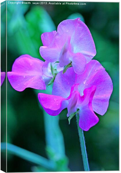 Sweet Pea Canvas Print by keith sayer