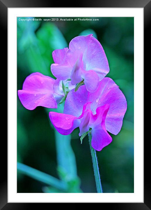Sweet Pea Framed Mounted Print by keith sayer