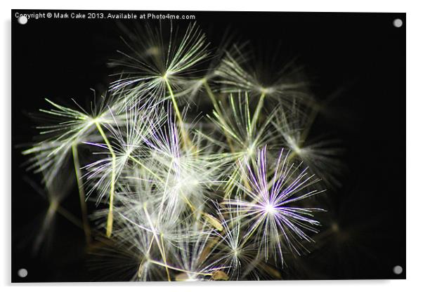 Firework seeds Acrylic by Mark Cake