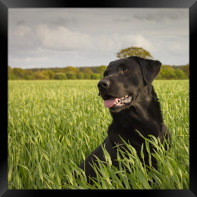 Black Labrador Framed Print by Simon Wrigglesworth