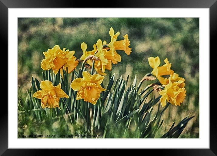 Bunch of Daffs Framed Mounted Print by Julie Coe