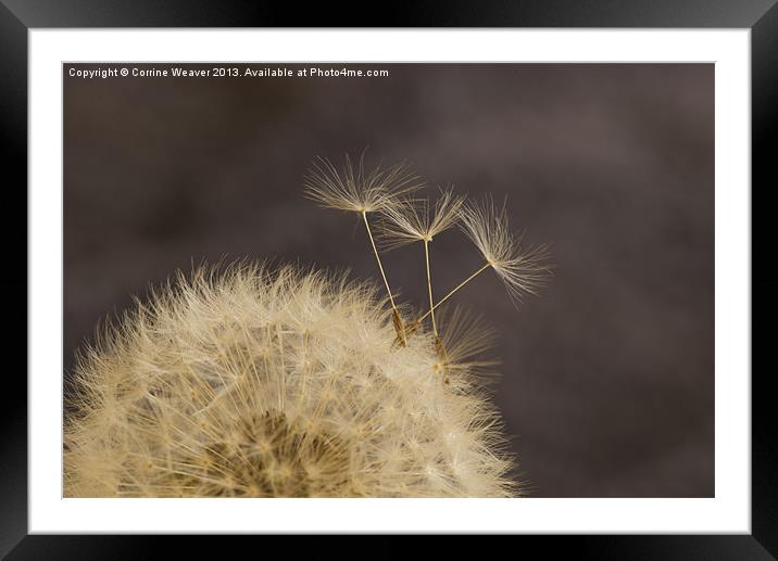 Dandelion Escapees ! Framed Mounted Print by Corrine Weaver