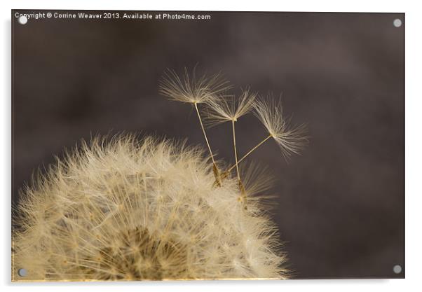 Dandelion Escapees ! Acrylic by Corrine Weaver