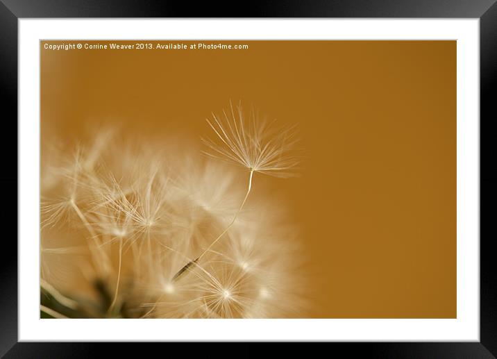 Dandelion Escapee Framed Mounted Print by Corrine Weaver