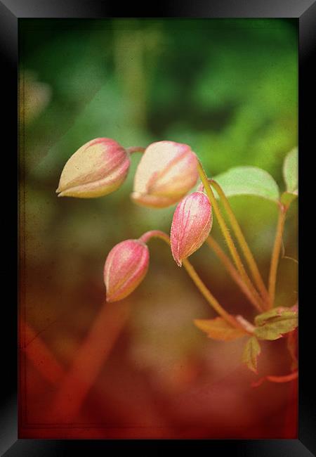 Pink flowers!!! Framed Print by Nadeesha Jayamanne