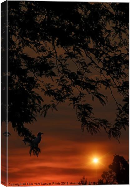 ALONE AT THE END OF THE DAY Canvas Print by Tom York