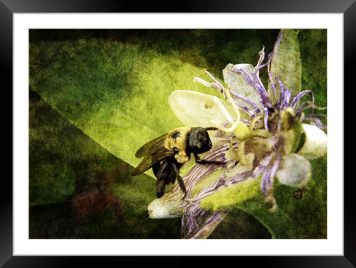 Pollen Hunter Framed Mounted Print by Judy Hall-Folde