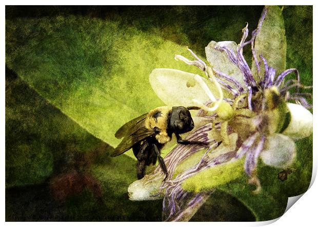 Pollen Hunter Print by Judy Hall-Folde