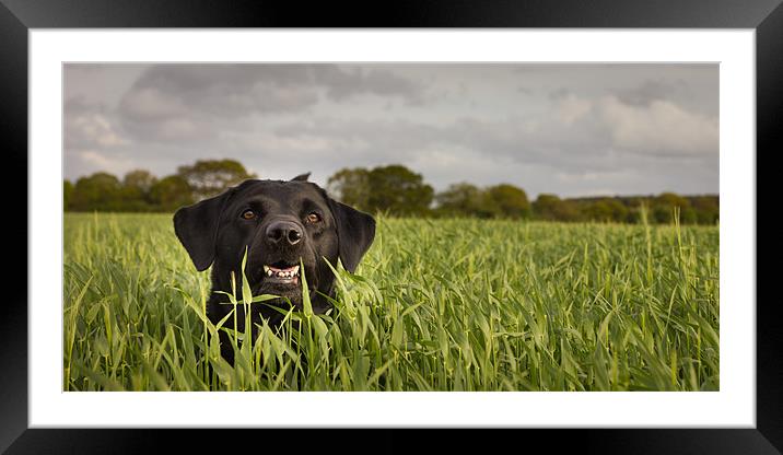 Happy Labrador Framed Mounted Print by Simon Wrigglesworth