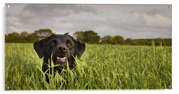 Happy Labrador Acrylic by Simon Wrigglesworth