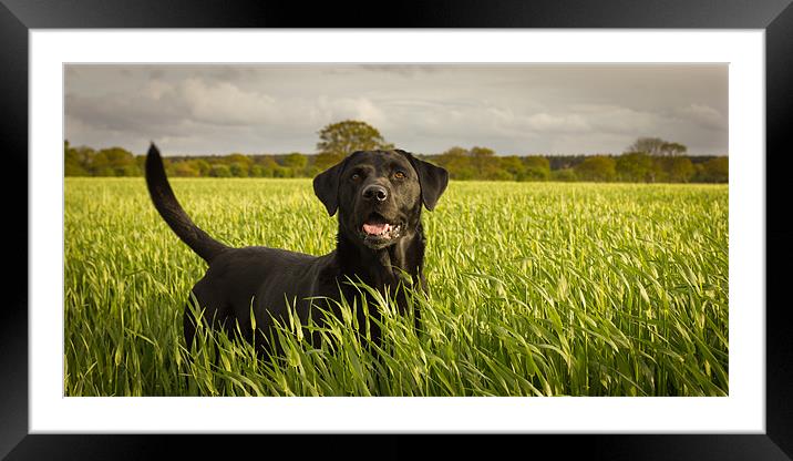 Labrador in the Spring Barley Framed Mounted Print by Simon Wrigglesworth