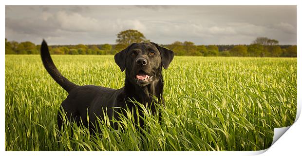 Labrador in the Spring Barley Print by Simon Wrigglesworth