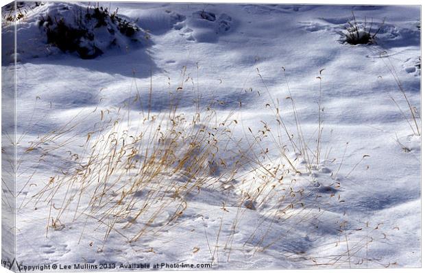 Grass in the snow Canvas Print by Lee Mullins