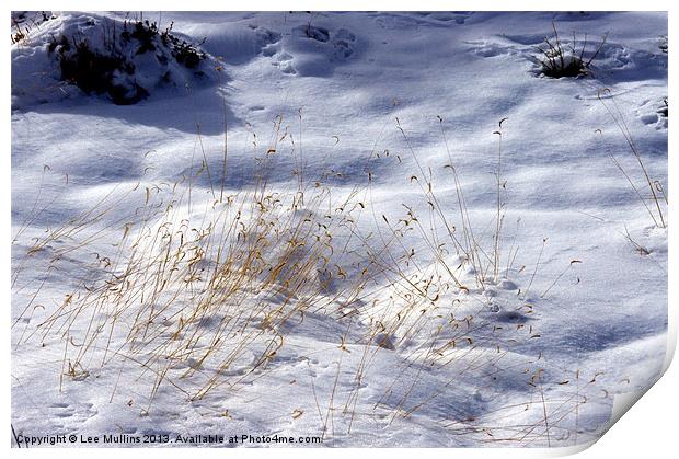 Grass in the snow Print by Lee Mullins