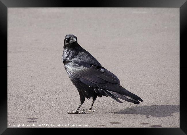 American Crow Framed Print by Lee Mullins