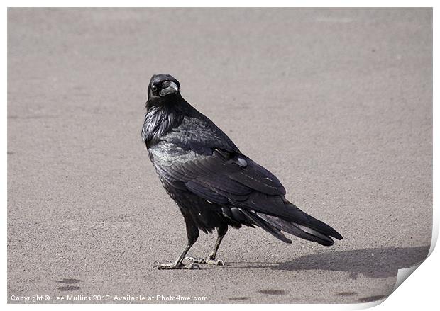 American Crow Print by Lee Mullins