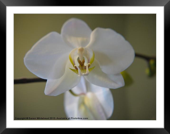 Orchid Temptress Framed Mounted Print by Darren Whitehead