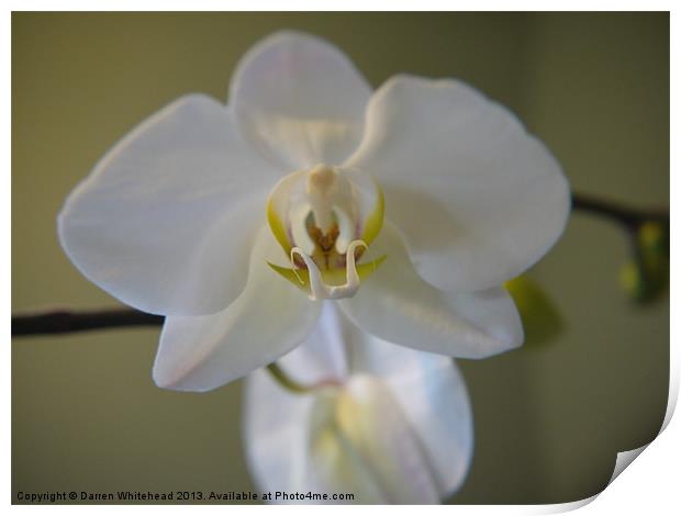 Orchid Temptress Print by Darren Whitehead