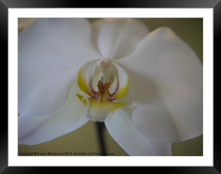 Mouth of the Orchid Framed Mounted Print by Darren Whitehead