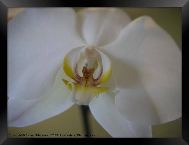 Mouth of the Orchid Framed Print by Darren Whitehead