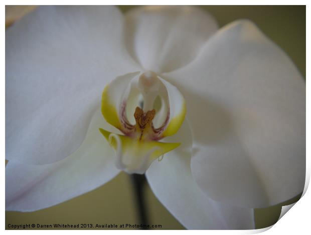 Mouth of the Orchid Print by Darren Whitehead