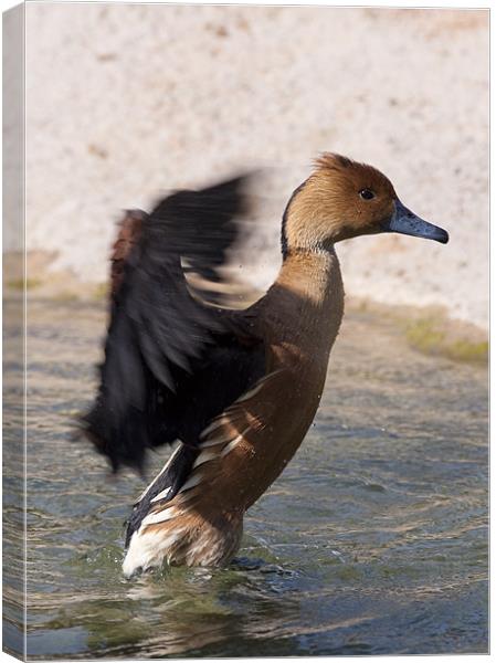 Walking Duck Canvas Print by Peter West
