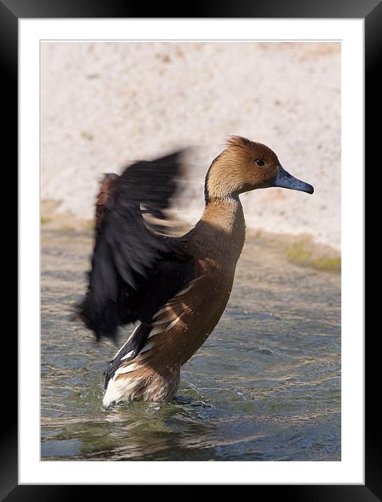 Walking Duck Framed Mounted Print by Peter West