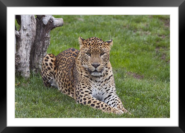 Leopard stare Framed Mounted Print by Peter West
