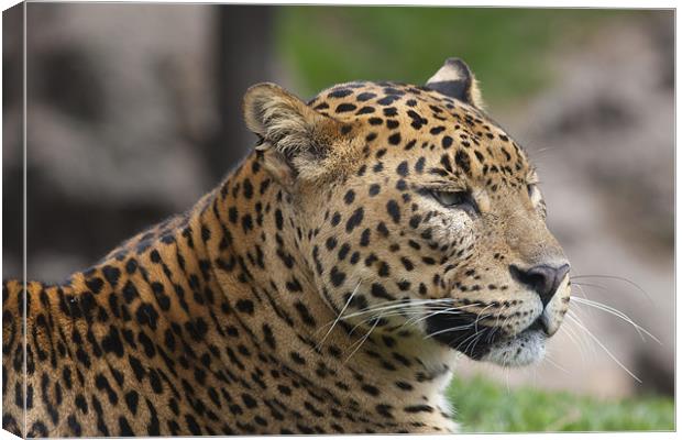 Leopard Head Canvas Print by Peter West